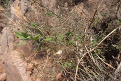 Andrographis glandulosa